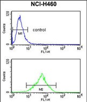 FPRL2 Antibody (Center)