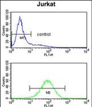 PLCL1 Antibody (N-term)