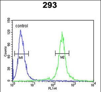 TCERG1L Antibody (Center)