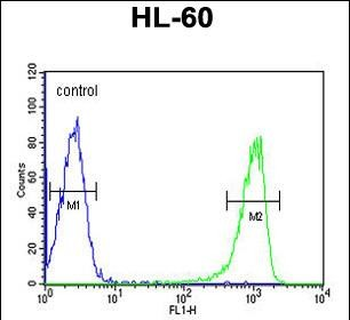 TNFSF11 Antibody (N-term)