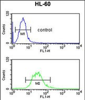C14orf145 Antibody (Center)