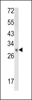EBP Antibody (N-term)