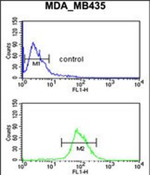 NRP1 Antibody (C-term)