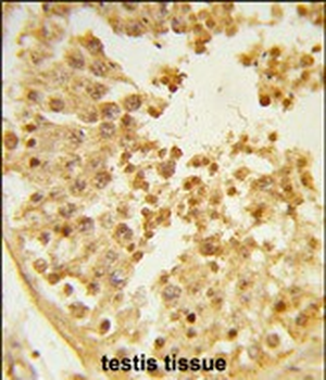 WDR37 Antibody (C-term)