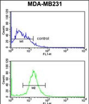 DIRAS1 Antibody (Center)