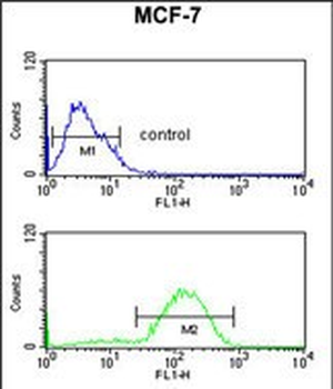 HSD11B2 Antibody (Center)