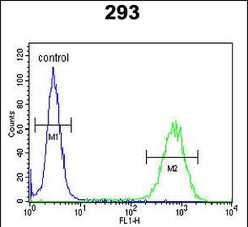 PCDH17 Antibody (C-term)