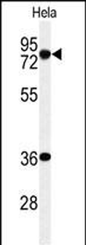 INT10 Antibody (C-term)
