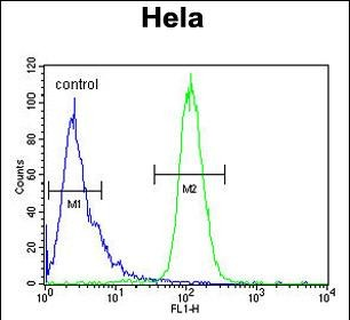 INT10 Antibody (C-term)