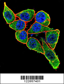 PAX6 Antibody