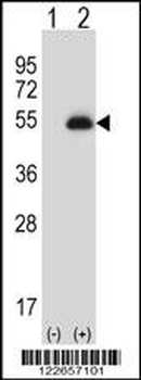 PAX6 Antibody