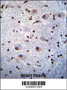 PAX6 Antibody