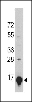 GLT Antibody