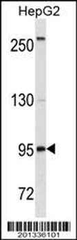 CD19 Antibody (C-term) (Ascites)