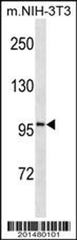 ATP1A1 Antibody(Ascites)