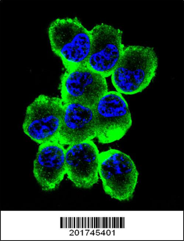 MBP Antibody (Ascites)