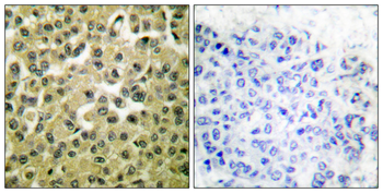 MCL1 Antibody