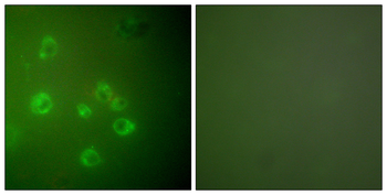 GRP78 Antibody