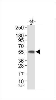 HS1 Antibody (Ab-397)