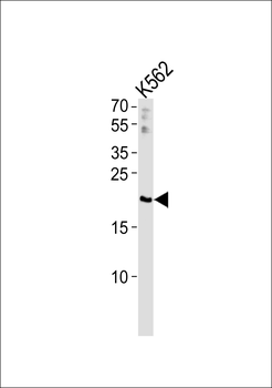 RGS10 Antibody