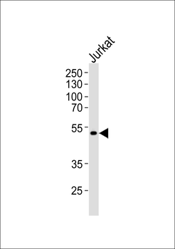KAP1 Antibody