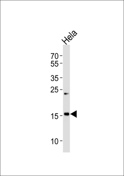 MYL7 Antibody