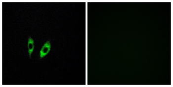 GPR156 Antibody