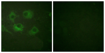 Claudin 3 Antibody