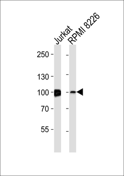 IFI16 Antibody