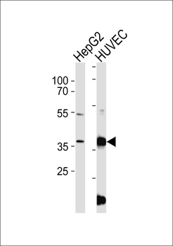 B3GALT1 Antibody