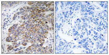 CHST10 Antibody