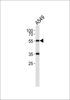 FRS3 Antibody
