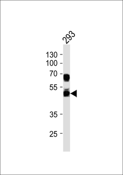 G3BP2 Antibody