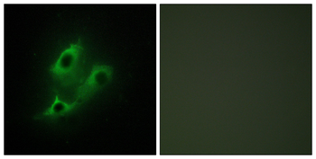 SERINC2 Antibody