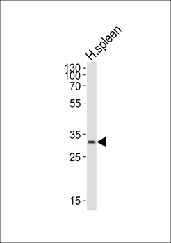 ELOVL1 Antibody