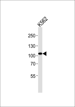 RPA2 Antibody