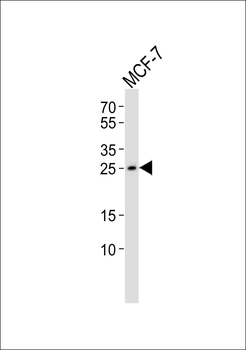 CLIC3 Antibody