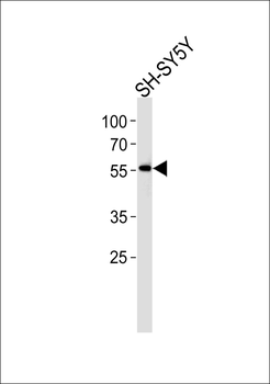 NBPF7 Antibody