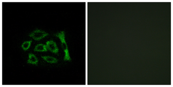 ERD22 Antibody