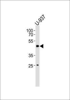CD153 Antibody