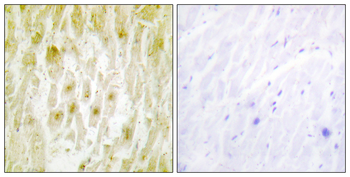 TF2E2 Antibody