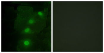 ALX3 Antibody