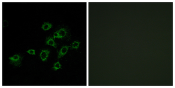 LILRA1 Antibody