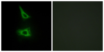 CDH17 Antibody