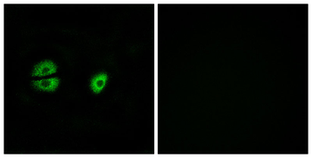 MRPS22 Antibody