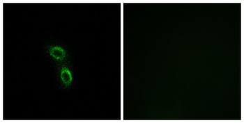 ARMC6 Antibody