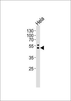 PTRF Antibody