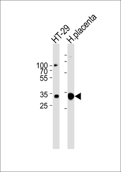 GJB7 Antibody