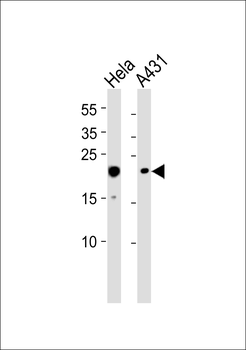 TOMM20 Antibody