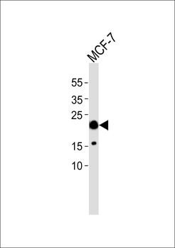 NMS Antibody
